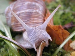 snail-193611_1280